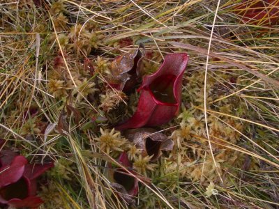 PitcherPlant3CapeBretonNationalParkNovaScotia.jpg