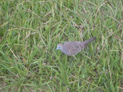 Kauai Barred Dove 024.JPG