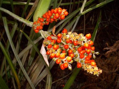 Berries at Volcano NP Hawaii 039.JPG