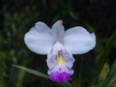 Orchid at Volcano NP Hawaii 037.JPG