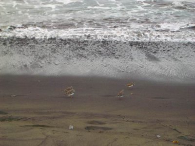 Birds on the beach at Hilo 2006-11-25 058.JPG