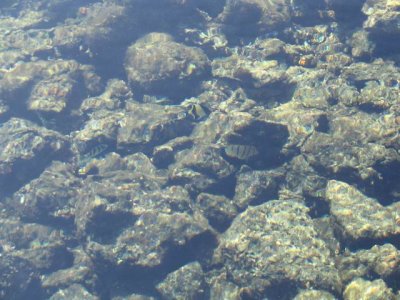 kapoho tide pools (josh) picture 045.jpg