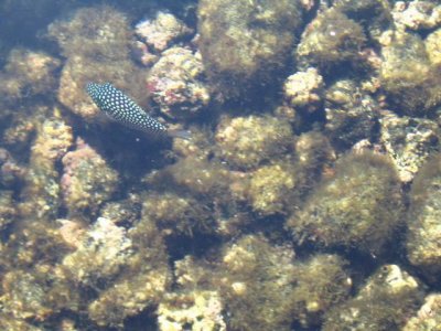 Kapoho tide pools