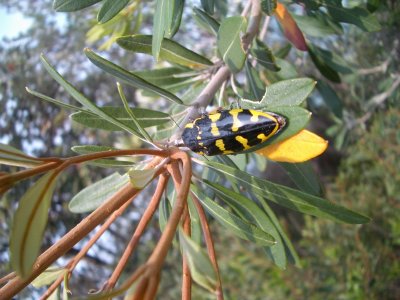 Beetle MaitlandBayWalk 2006-12-12 008.JPG