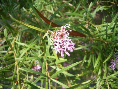 Grevillia MaitlandBayWalk 2006-12-12 060.JPG