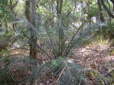 MaitlandBayWalk 2006-12-12 020.JPG