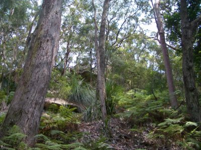 MaitlandBayWalk 2006-12-12 039.JPG