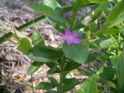 MaitlandBayWalk 2006-12-12 066.JPG