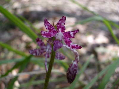 Native Orchid MaitlandBayWalk 2006-12-12 018.JPG