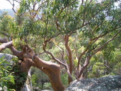 Sydney Red Gum MaitlandBayWalk 2006-12-12 053.JPG