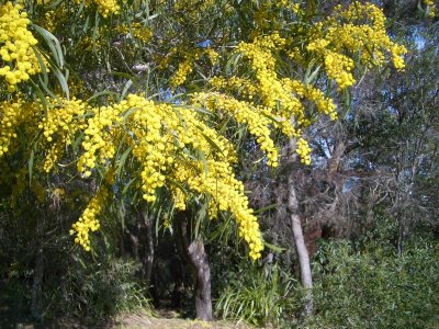 Wattle IMGP0524.JPG