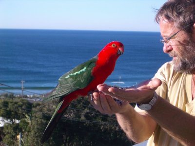 KingParrot2007-08-28 028.JPG