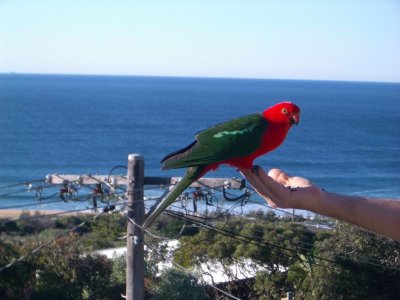 KingParrot2007-08-28 038.JPG