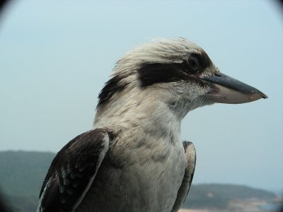 Kookaburra0008.JPG