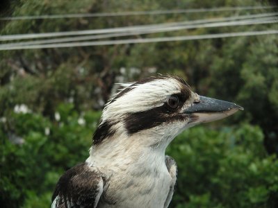 Kookaburra0009.JPG