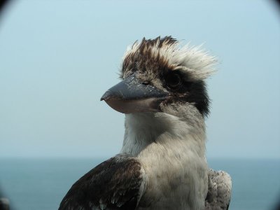 Kookaburra0011.JPG