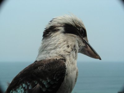 Kookaburra0013.JPG
