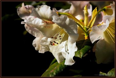 Afbeelding02 315.