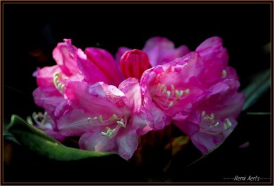 Afbeelding02 268.