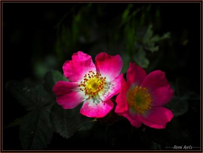 mmAfbeelding02 553.jpg