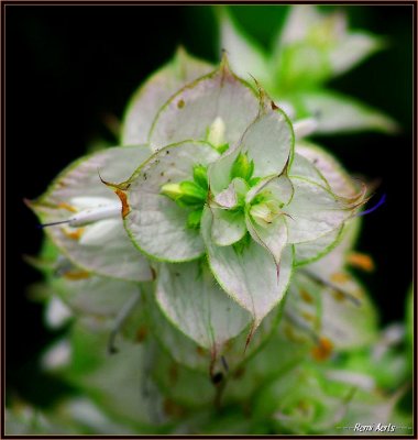 vAfbeelding02 520.jpg