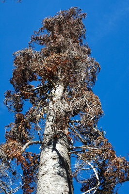 10.14.06::Tree