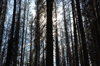 10.14.06::Woods