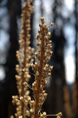 10.14.06::Beargrass