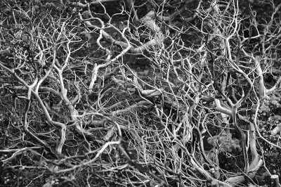 10.14.06::Roots