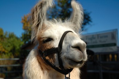 10.21:06::Llama