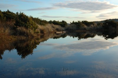 10.31:06:: salt marsh reflex