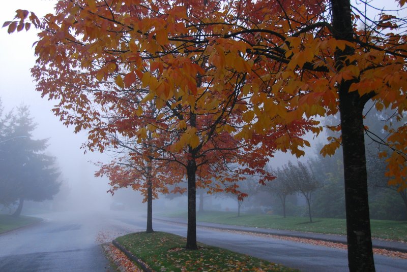 A little fog........a little color.