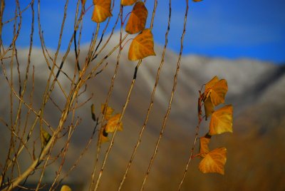 Leaves and Mountain............