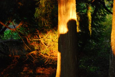 A tree's shadow.........