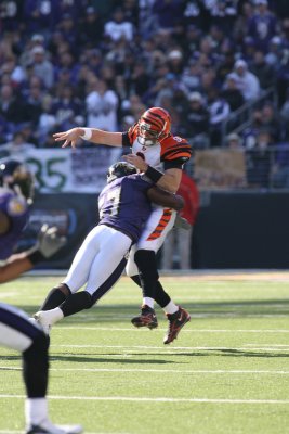 bengals_110506