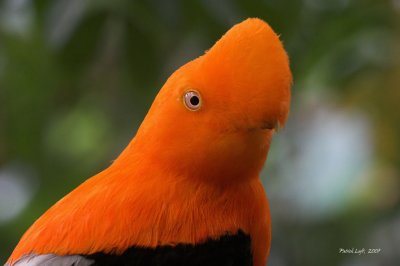Andean Cock-of-the-Rock