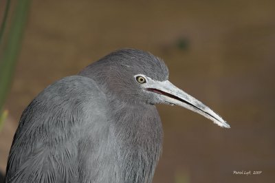 Heron Series (#2)