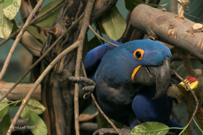 Hyacinth Macaw