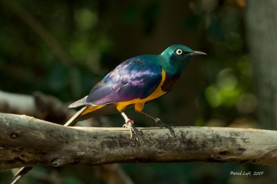 Eastern Golden-Breasted Starling