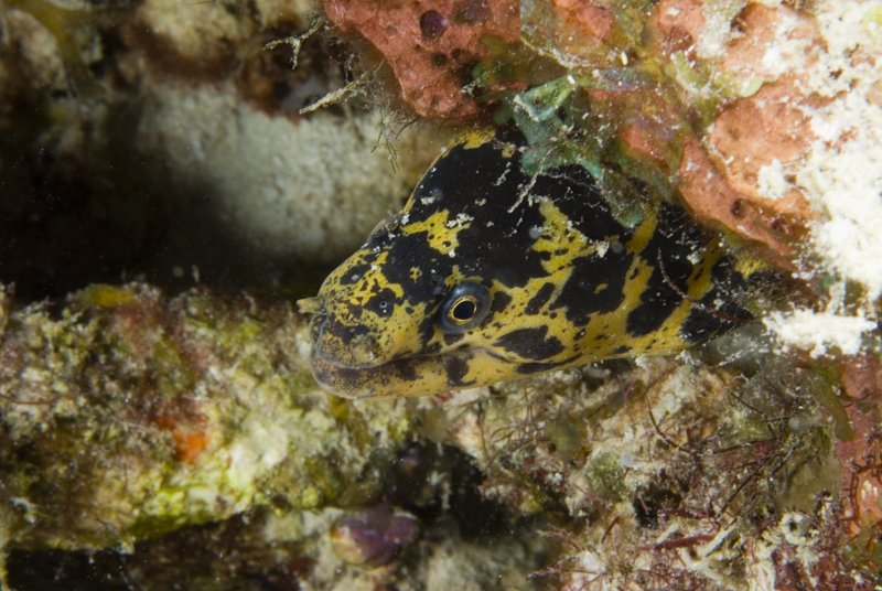 Chain Moray Eel