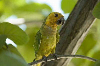 Caribbean Parakeet