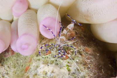 Spotted Cleaner Shrimp