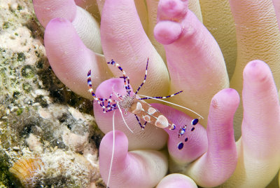 Spotted Cleaner Shrimp