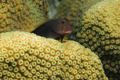 Red Lipped Blenny