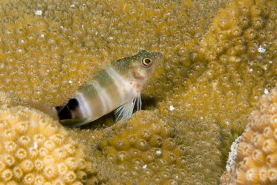 Redspotted Hawkfish