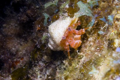 Orangeclaw Hermit Crab