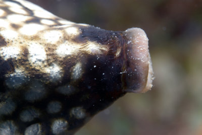 Smooth Trunkfish