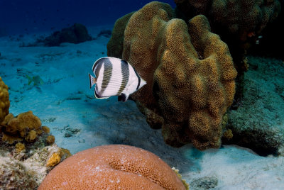 Banded Butterflyfish