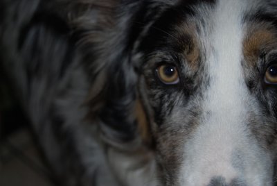 shep.jpg