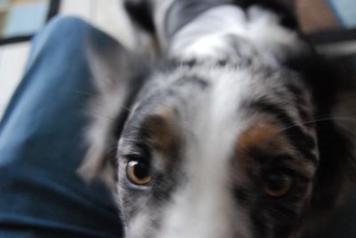 shep2.jpg